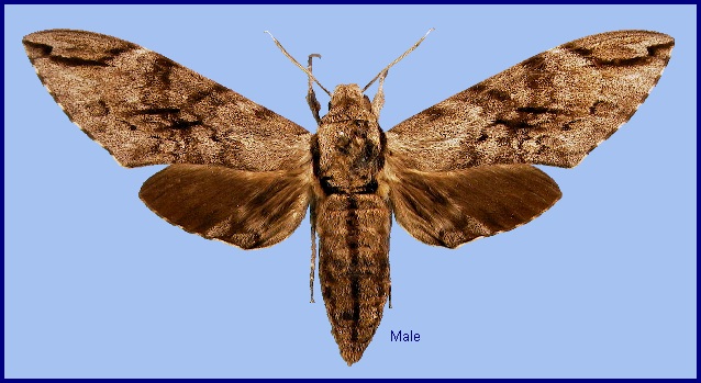 Male Psilogramma increta. Photo: &copy; NHMUK
