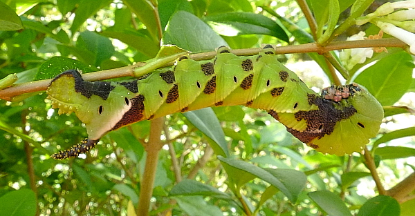 Early final instar mottled form larva of Psilogramma increta, Hangzhou, Zhejiang, China. Photo: &copy; Tony Pittaway