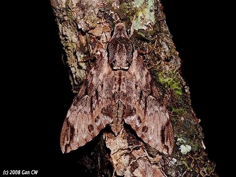 Adult Psilogramma discistriga, Bukit Fraser, Malaysia. Photo: &copy; CheongWeei Gan.