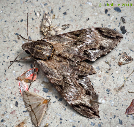 Adult Psilogramma discistriga, Wuhan, Hubei, China, 105m, 25.v.2019. Photo: &copy; He JiBai, 2019.