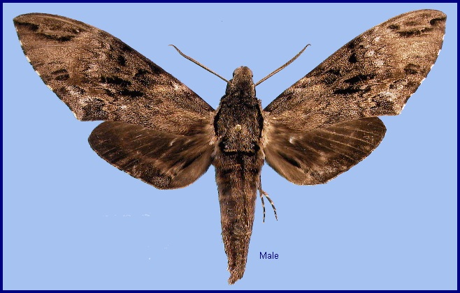 Male Psilogramma discistriga. Photo: &copy; NHMUK