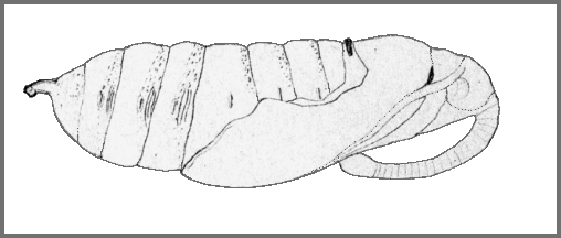 Pupa of Psilogramma discistriga. Image: Mell, 1922b