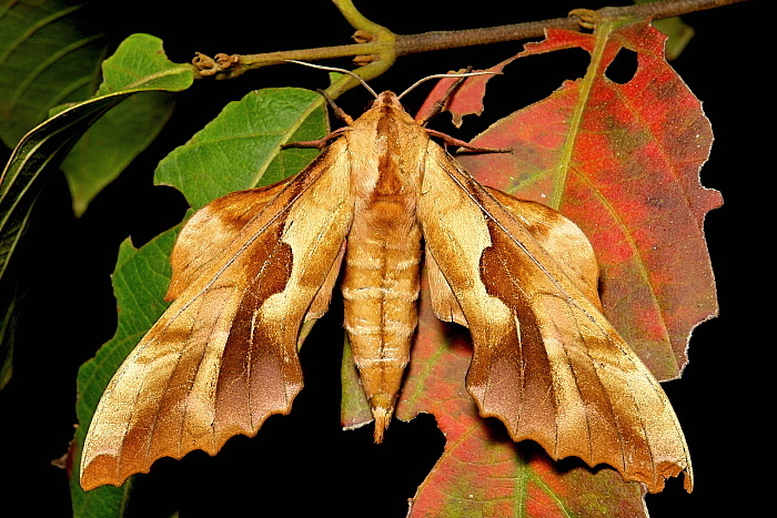 Male Phyllosphingia perundulans, Simao/Pu'er, Yunnan, China, 19.iii.2013. Photo: &copy; John Horstman.