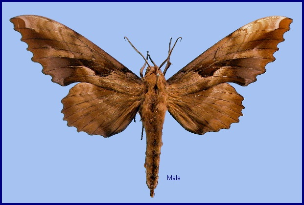 Male Phyllosphingia perundulans. Photo: &copy; NHMUK