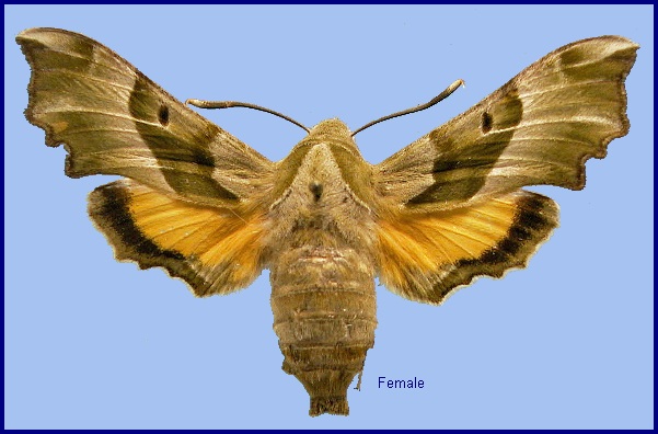 Female Proserpinus proserpina. Photo: &copy; NHMUK
