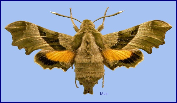 Male Proserpinus proserpina. Photo: &copy; NHMUK