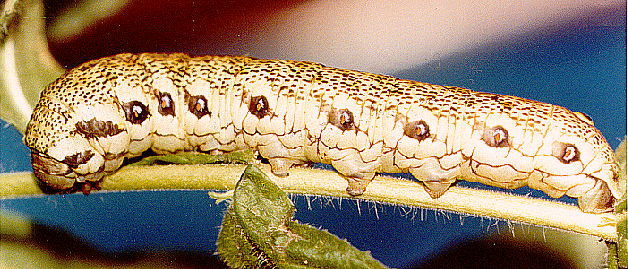 Full-grown larva of Proserpinus proserpina, Spain. Photo: &copy; the late R. Agenjo