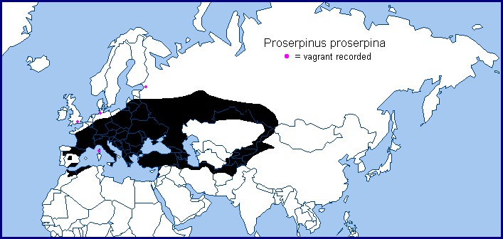 Global distribution of Proserpinus proserpina. Map: &copy; Tony Pittaway.
