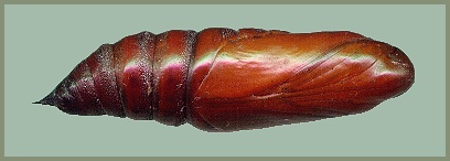 Pupa of Proserpinus proserpina, Provence, southern France. Photo: &copy; Tony Pittaway.