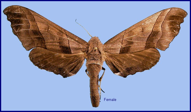 Female Polyptychus trilineatus. Photo: &copy; NHMUK