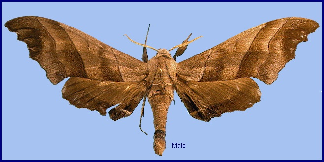 Male Polyptychus trilineatus. Photo: &copy; NHMUK