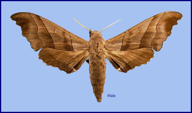 Male Polyptychus trilineatus. Photo: &copy; NHMUK