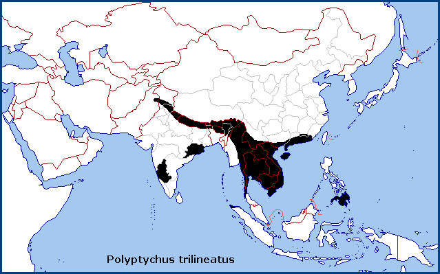 Global distribution of Polyptychus trilineatus. Map: &copy; Tony Pittaway.