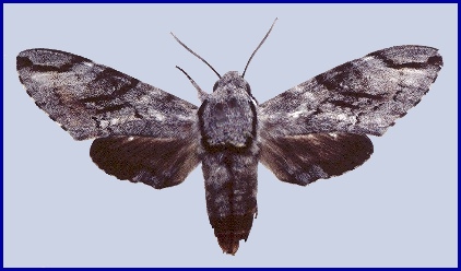 Psilogramma wannanensis, Sanbao, Beijing, China. Photo: &copy; Tony Pittaway, IZAS