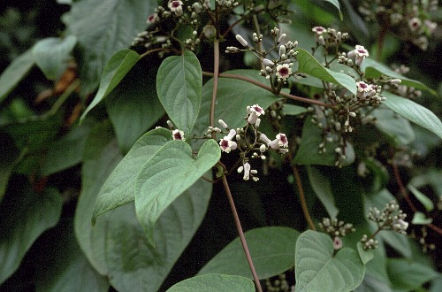 Paederia foetida, Beijing, China. Photo: &copy; Tony Pittaway.
