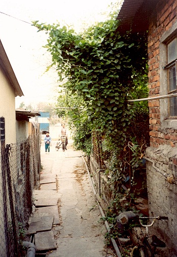 Paederia foetida, Hong Kong, China. Photo: &copy; Kent H. K. Li.