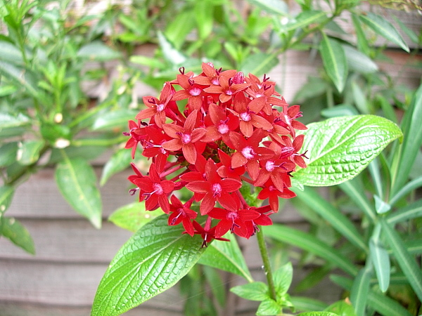 Pentas lanceolata. Photo: &copy; Tony Pittaway.