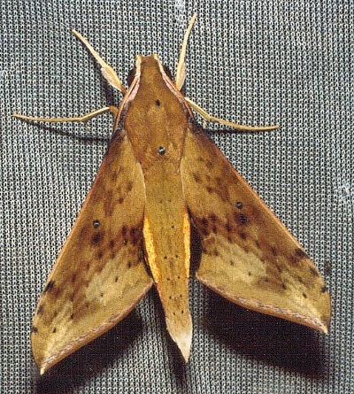 Adult Rhagastis aurifera, Thailand. Photo: &copy; Ian Kitching