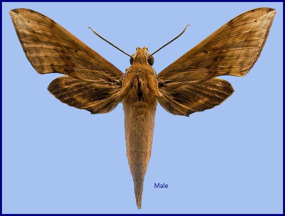 Male Rhagastis aurifera (dark form). Photo: &copy; NHMUK