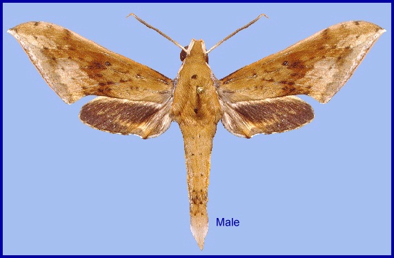 Male Rhagastis aurifera (pale form), Thailand. Photo: &copy; Adam Cotton