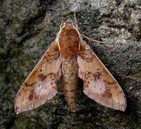 Adult Rhagastis binoculata, Taiwan. Photo: &copy; Felix Lin.
