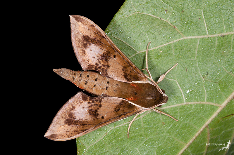 Adult Rhagastis binoculata, Tianone (1200m), Yilan Hsien, Taiwan. Photo: &copy; Shipher Wu.