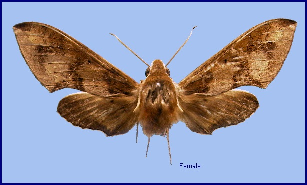 Female Rhagastis binoculata. Photo: &copy; NHMUK