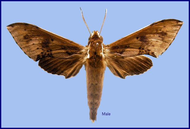 Male Rhagastis binoculata. Photo: &copy; NHMUK