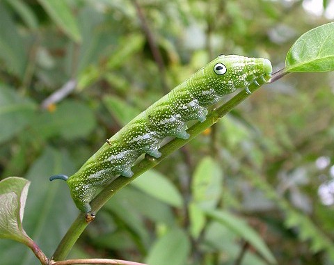 Final instar larva of Rhagastis binoculata on Hydrangea chinensis, Taiwan. Photo: &copy; Felix Lin.