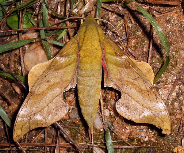 Adult Rhodoprasina callantha (brown form), Doi Pha Hom Pok, Chiang Mai, Thailand, 22.viii.2006, 2100m. Photo: &copy; Thomas Ihle.