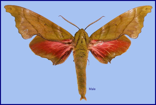 Male Rhodoprasina callantha. Photo: &copy; NHMUK