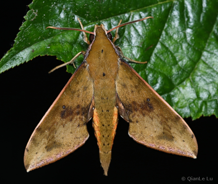 Adult Rhagastis chinensis, Wuxi, Chongqing, China. Photo: &copy; QianLe Lu