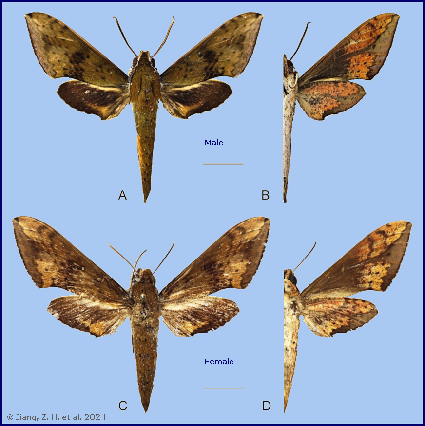 Male Rhagastis chinensis (A & B), Yintiaoling, Wuxi, Chongqing, China; Female Rhagastis chinensis (C & D), Lianzhou, Guangdong, China. Photo: &copy; Jiang et al., 2024.
