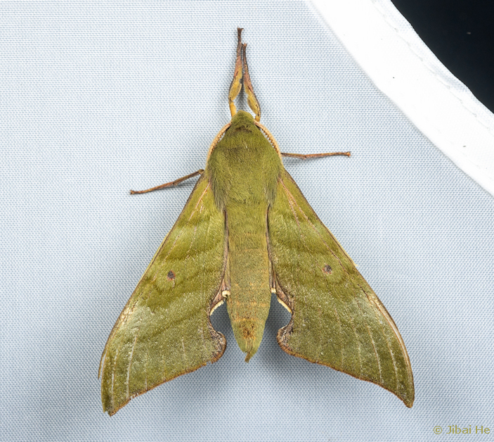 Male Rhodoprasina corolla (green form), Liuku/Lushui, Nujiang Lisu Autonomous Prefecture, Yunnan, China, 14.iii.2023. Photo: &copy; He JiBai.