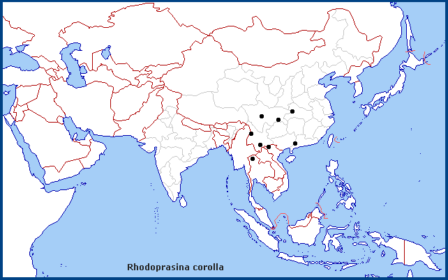 Regional distribution of Rhodoprasina corolla. Map: &copy; Tony Pittaway.