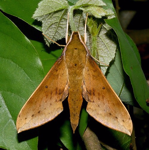 Male Rhagastis confusa, Jiucai Ling, Guizhou, China. Photo: &copy; Viktor Sinjaev