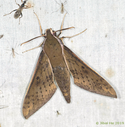 Rhagastis confusa, Qiaoqi, Sichuan, China, 6.viii.2018, 2600m. Photo: &copy; He JiBai.