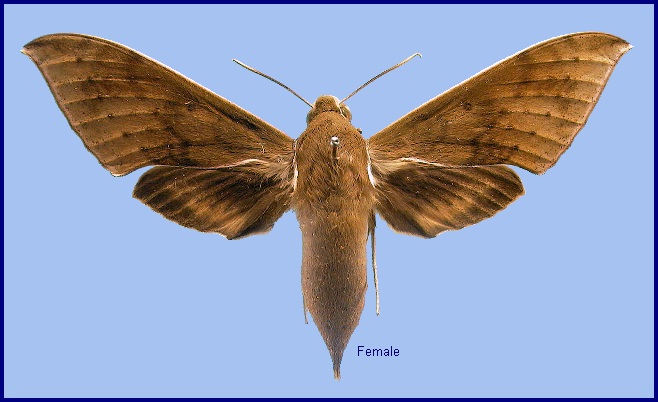 Female Rhagastis confusa. Photo: &copy; NHMUK
