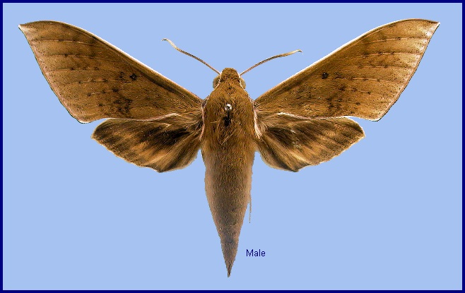 Male Rhagastis confusa. Photo: &copy; NHMUK