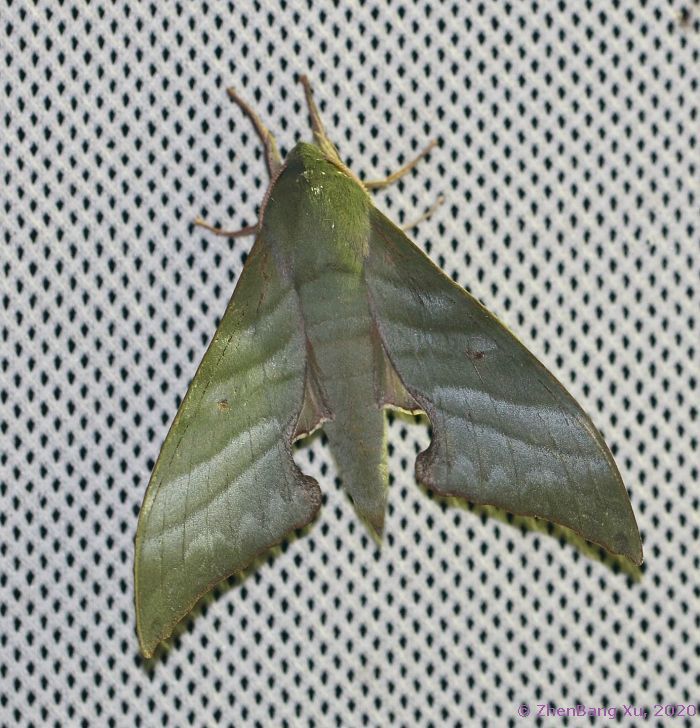 Male Rhodoprasina corrigenda, Simian Mountain National Scenic Resort, Chongqing, China, xi.2020, 1100m. Photo: &copy; Xu ZhenBang, 2020.