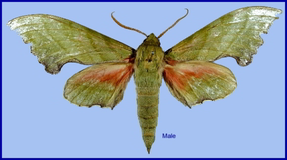 Male Rhodoprasina corrigenda, Doi Inthanon, Chiang Mai, Thailand. PARATYPE. Photo: &copy; NHMUK.