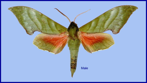 Male Rhodoprasina corrigenda, Nankunshan, Guangdong, China. Photo: &copy; Kishida & Wang, 2003.