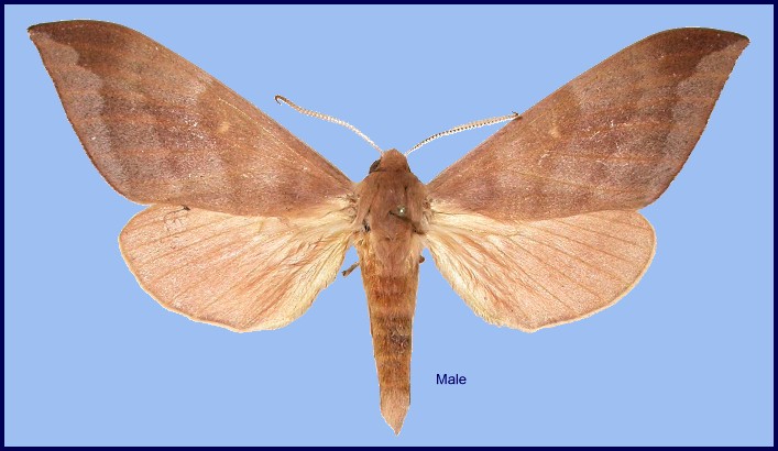 Male Rhodambulyx davidi, Dayao Shan, Guangxi, China. Photo: &copy; Jean Haxaire.