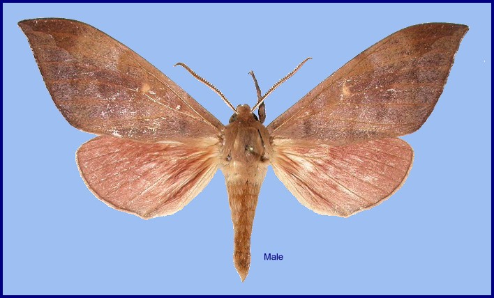 Male Rhodambulyx davidi, Dayao Shan, Guangxi, China. Photo: &copy; Jean Haxaire.