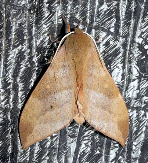 Male Rhodambulyx davidi, Jingdezhen, Jiangxi, China, 11.iii.2024, 10m. Photo: &copy; ???.
