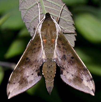 Adult Rhagastis dichroae, Jiucai Ling, Guizhou, China. Photo: &copy; Viktor Sinjaev.