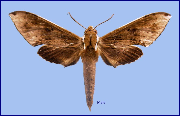 Male Rhagastis dichroae. Photo: &copy; NHMUK