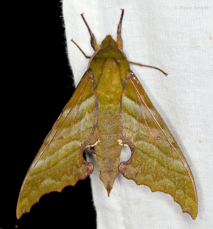 Male Rhodoprasina floralis (bronze form), Bompu Camp, Eaglenest Wildlife Sanctuary, Arunachal Pradesh, India, 5.v.2023. Photo: &copy; Dave Beadle.