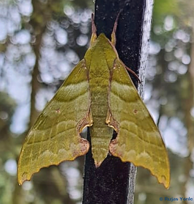 Male Rhodoprasina floralis (light bronze form), Nightingale Park Bulet Proof Dias, Richmond Hill, Darjeeling, West Bengal, India, 23.iii.2022. Photo: &copy; Rujas Yonle.
