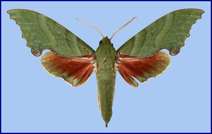 Male Rhodoprasina floralis (green form), Jiri, Dolakha District, Nepal. Photo: &copy; The Trustees of the Natural History Museum, London.